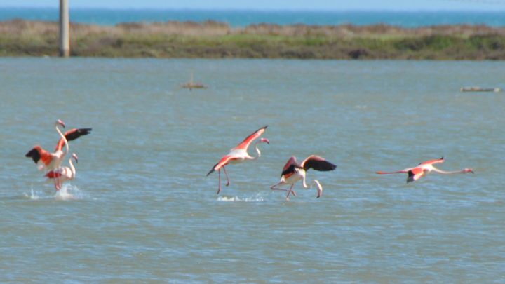 Aironi e Cicogne sotto il Gargano